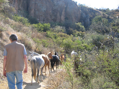 horses on a hillside above san miguel de allende
