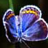 “butterflybuttonblue.jpg”