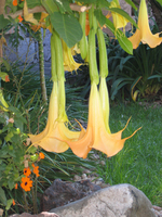 Trumpet Flowers on the patio in San Miguel